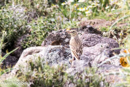 Image of Tawny Pipit