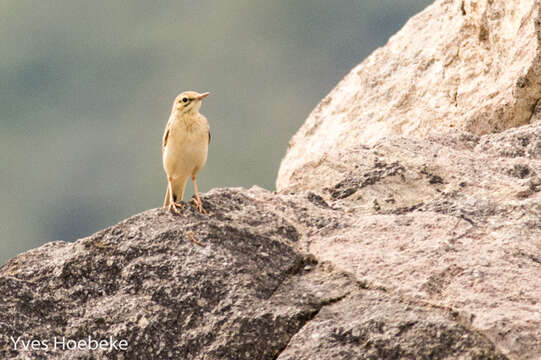 Image of Tawny Pipit