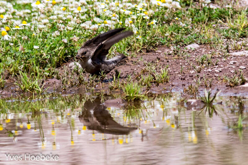 Image of Eurasian Crag Martin