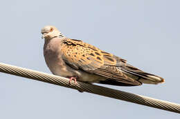 Image of turtle dove, european turtle dove