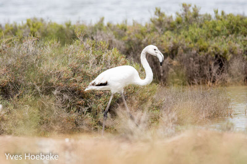 Imagem de Phoenicopterus roseus Pallas 1811