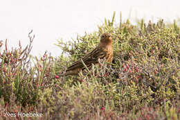 Image of Red-throated Pipit