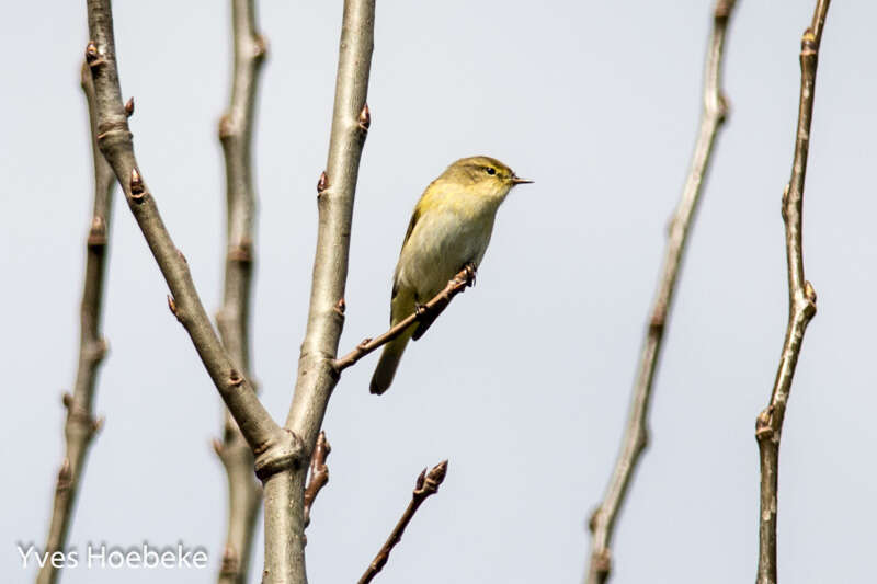 Image of Iberian Chiffchaff