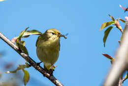 Image of Iberian Chiffchaff