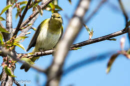 Image of Iberian Chiffchaff