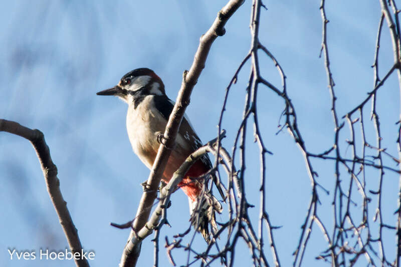 Image of Great Spotted Woodpecker