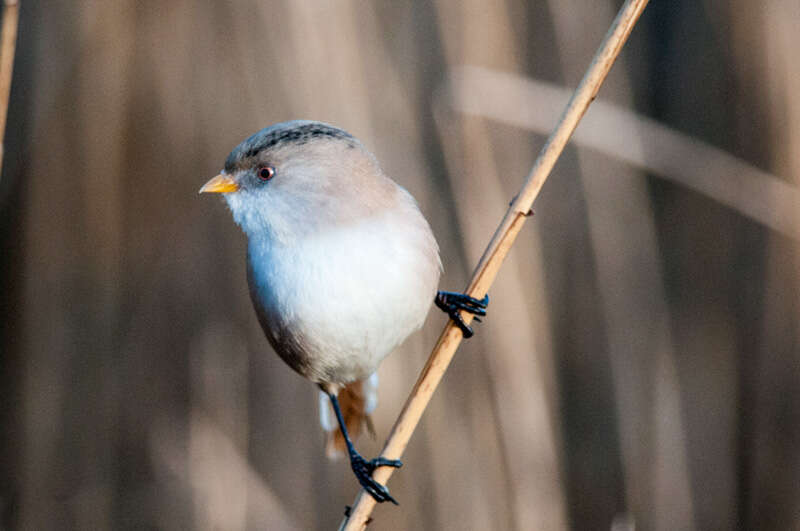 Sivun Panuridae kuva