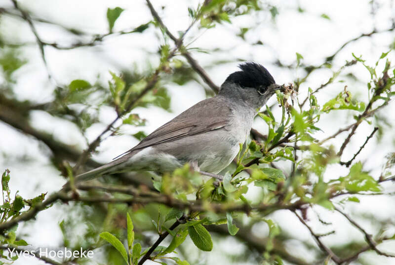 Image of Blackcap