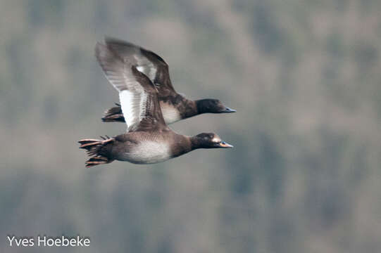 Image of Velvet Scoter