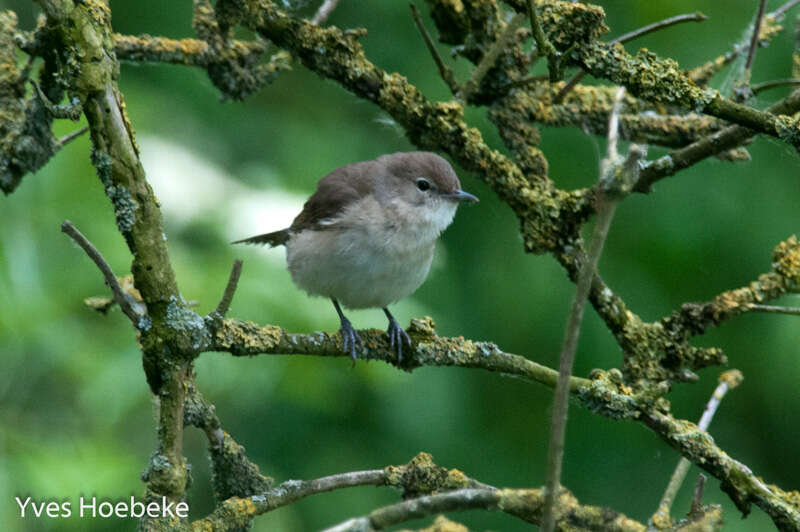 Image of Garden Warbler