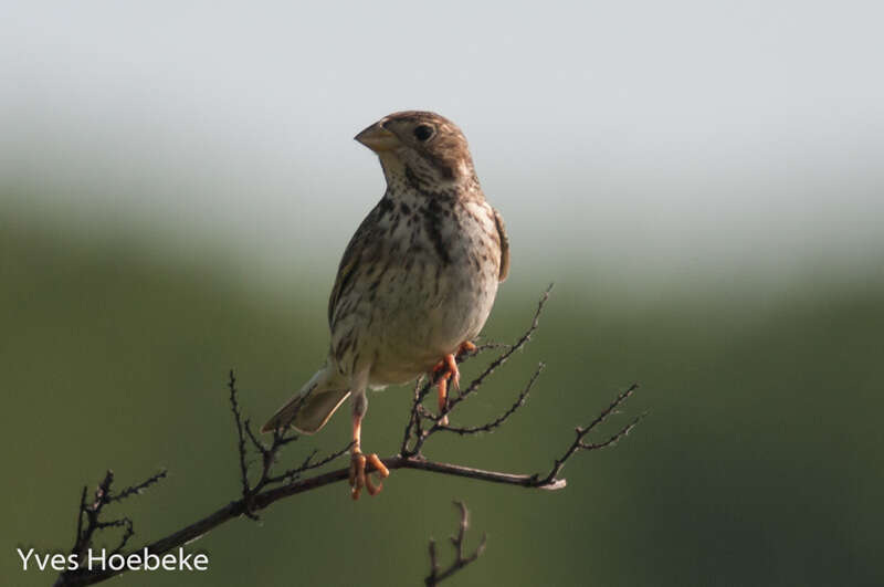 Image of Corn Bunting