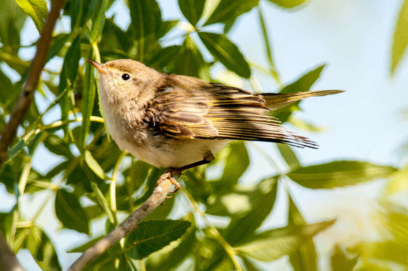 Image of Bonelli's Warbler