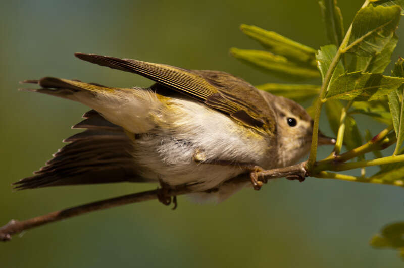 Image of Bonelli's Warbler