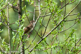 Image of Common Grasshopper Warbler