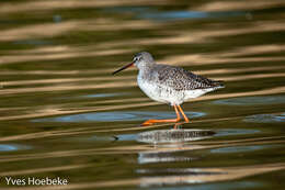 Image of Spotted Redshank