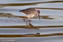 Image of Spotted Redshank