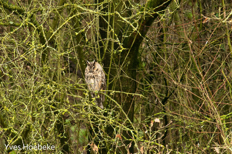 Image of Long-eared Owl