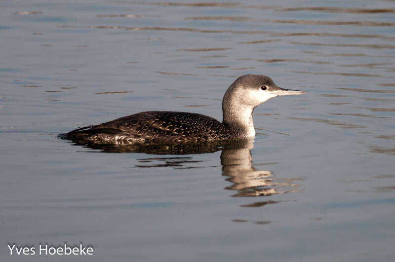 Image of Red-throated Diver