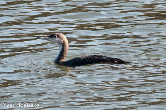 Image of Arctic Loon