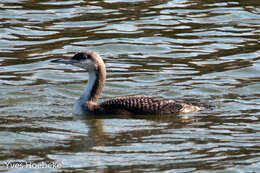 Image of Arctic Loon
