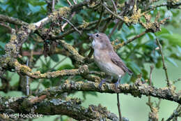 Image of Garden Warbler