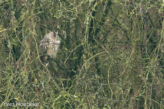 Image of Long-eared Owl