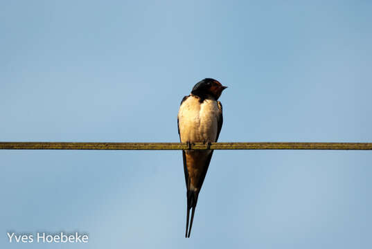 Image of Hirundo Linnaeus 1758