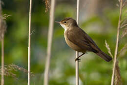 Image of Marsh Warbler