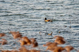 Image of Yellow-billed Teal