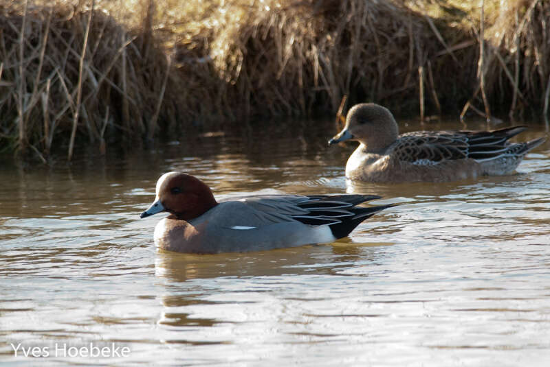 Image of Eurasian Wigeon