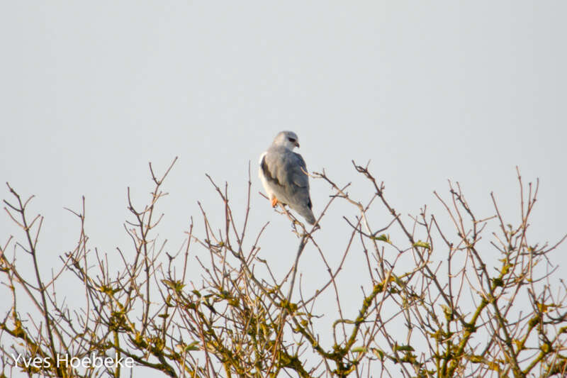 Image of Black-shouldered Kite