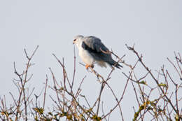 Image of Black-shouldered Kite