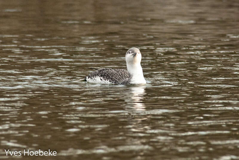 Image of Red-throated Diver