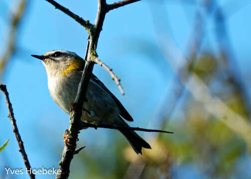 Image of Common Firecrest