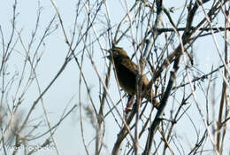 Image of Common Grasshopper Warbler