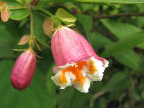 Imagem de Dipelta yunnanensis Franch.