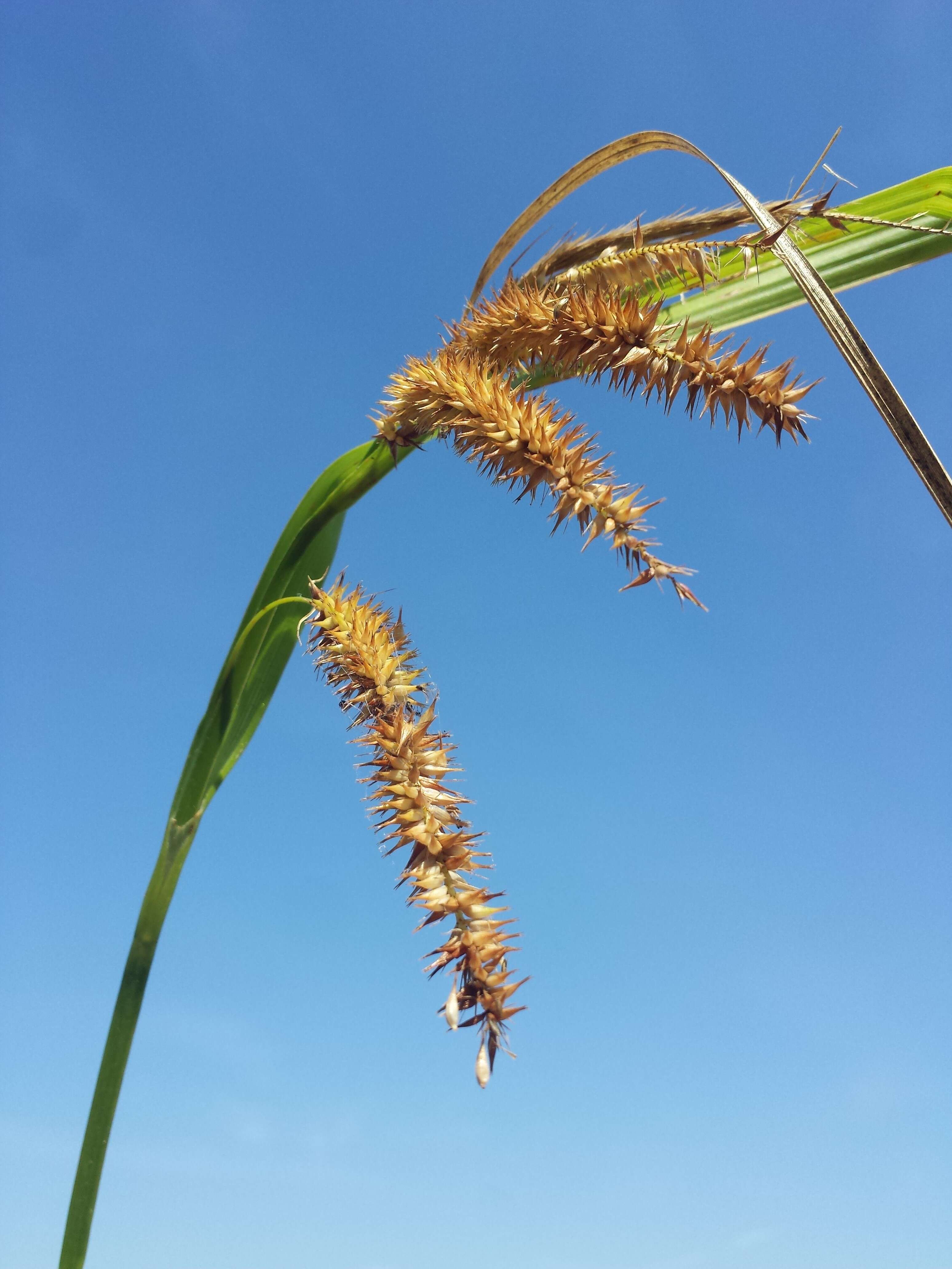 Image of Cyperus Sedge