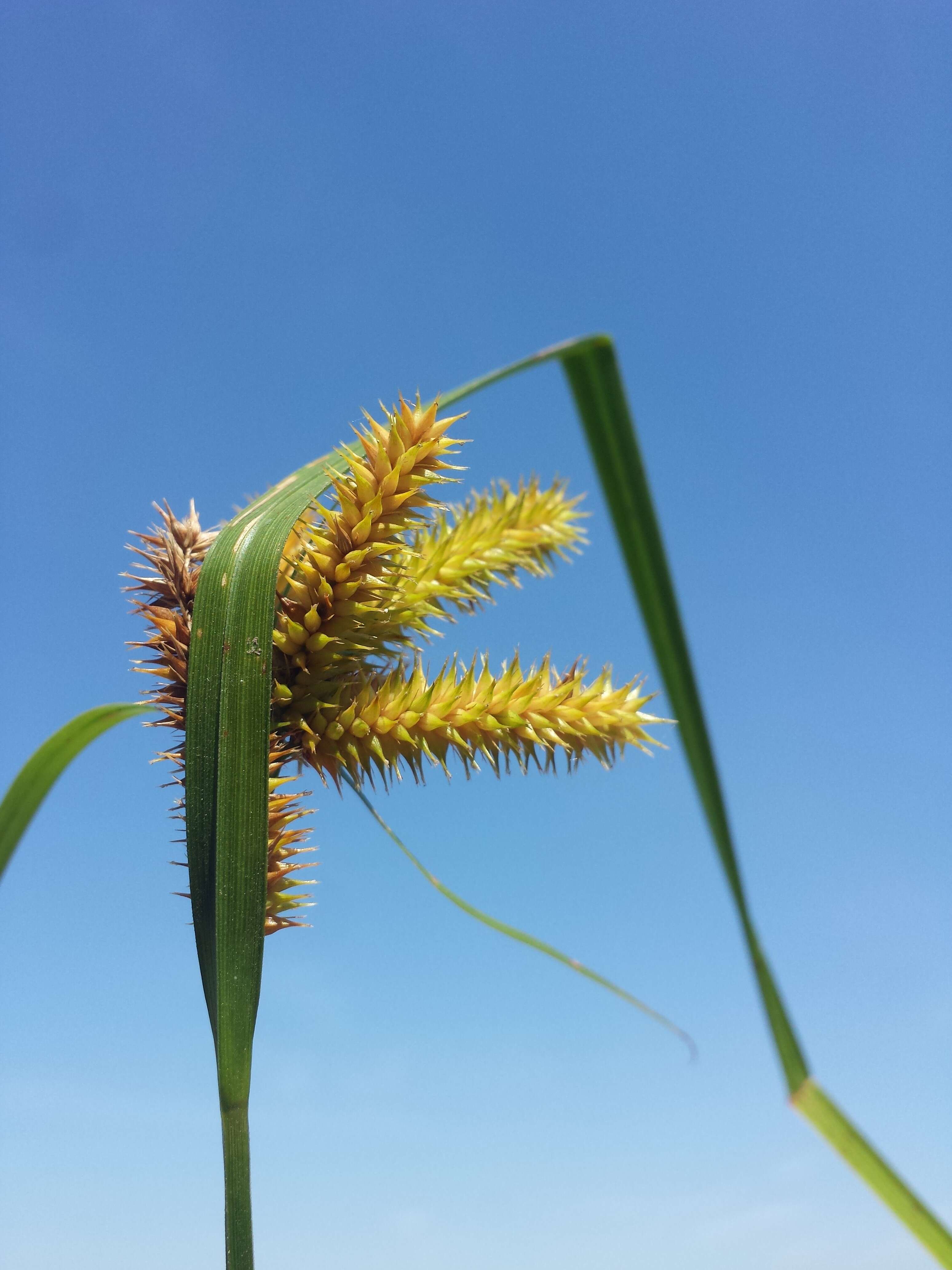 Image of Cyperus Sedge