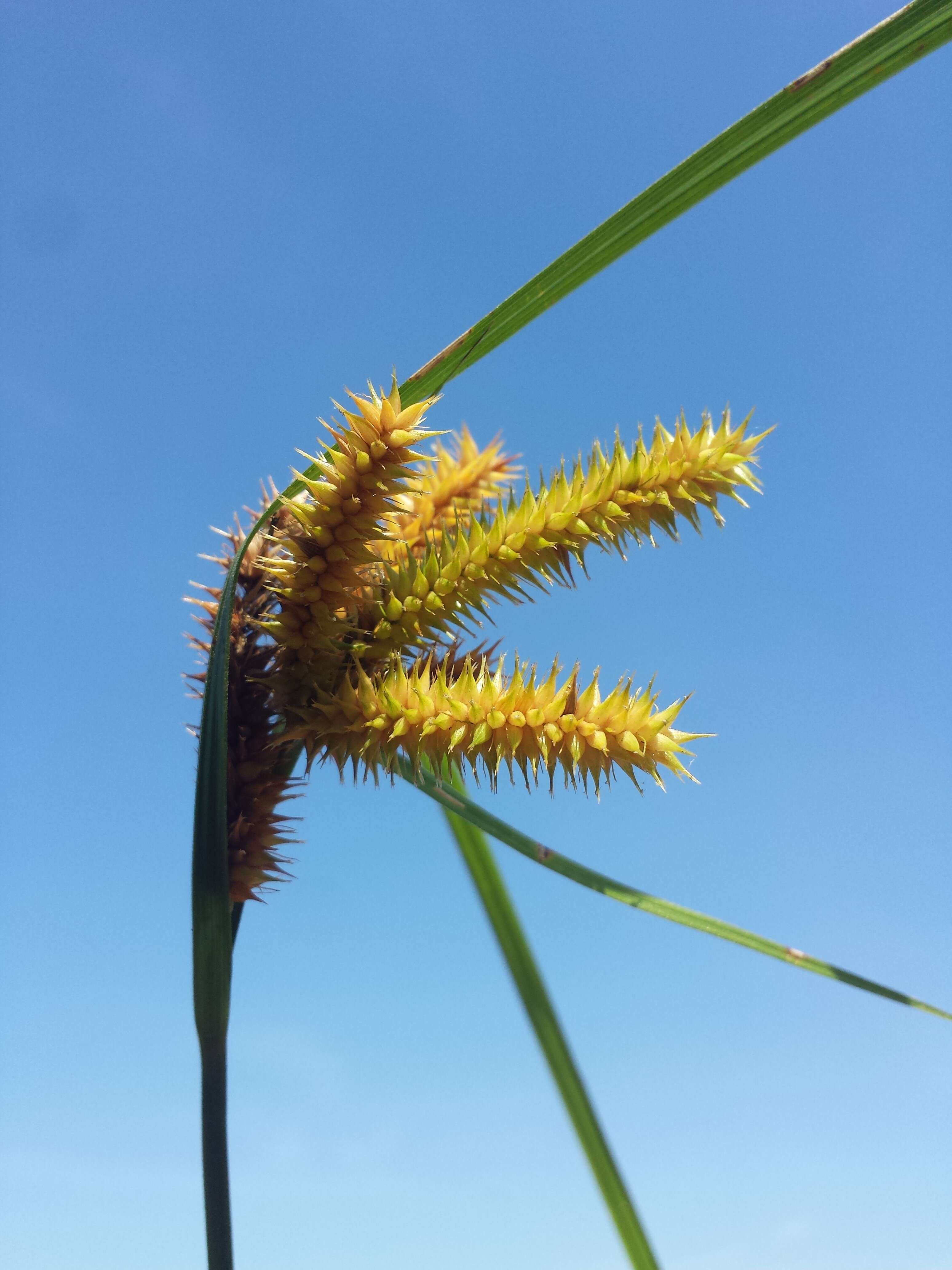 Image of Cyperus Sedge