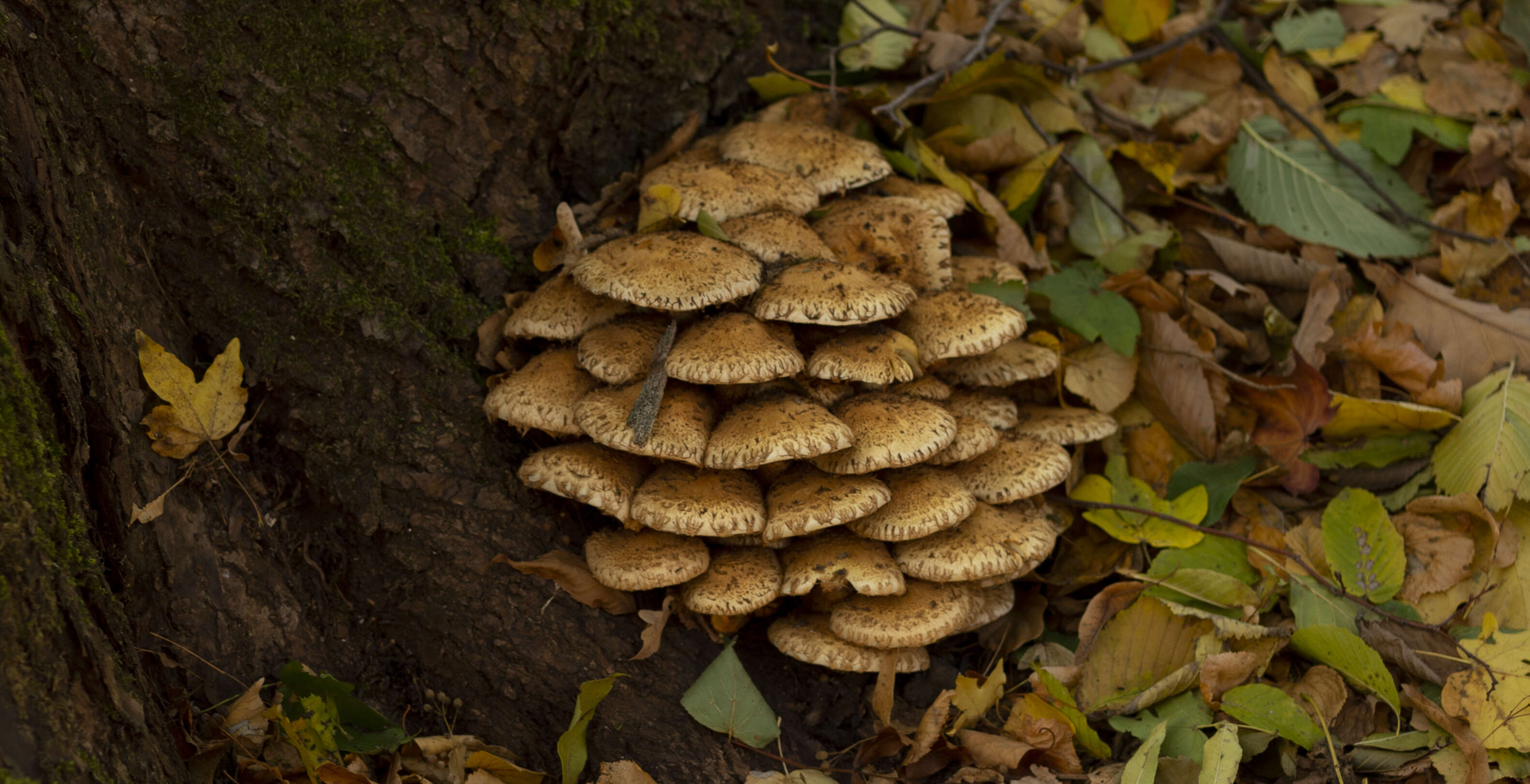 Pholiota squarrosa (Vahl) P. Kumm. 1871 resmi