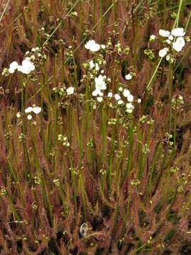 Image of Drosera binata Labill.