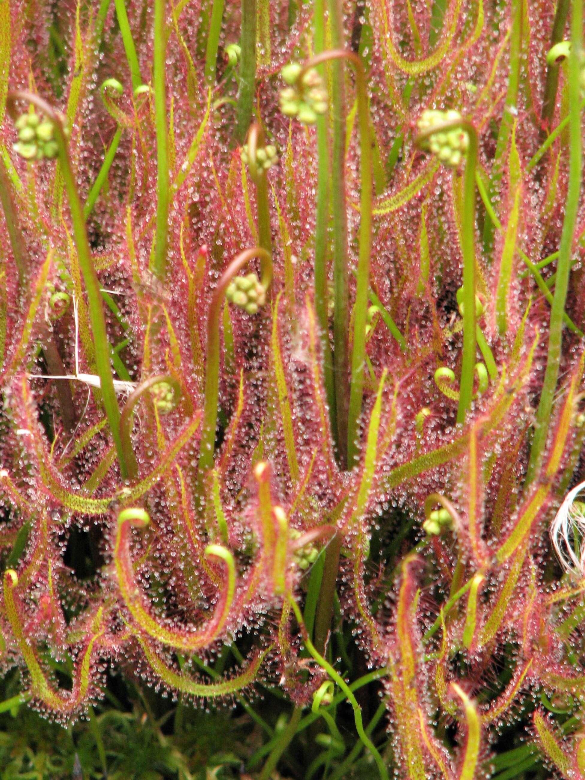 Image of Drosera binata Labill.