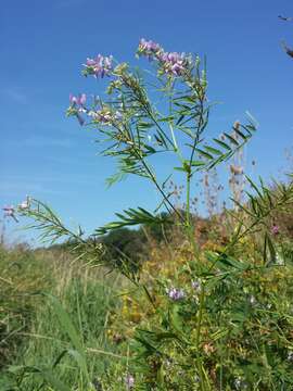 Image of Goat's rue