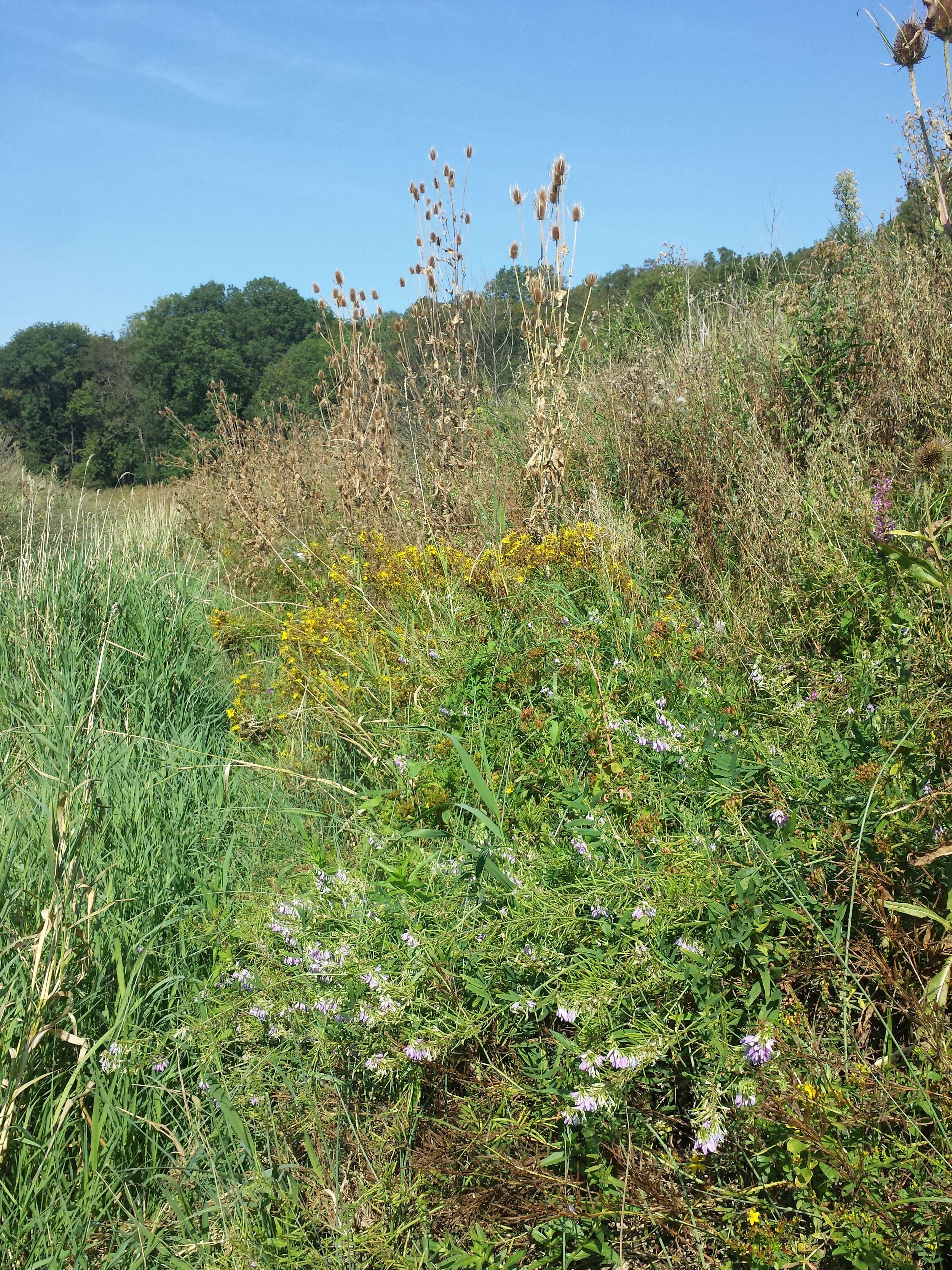 Image of Goat's rue