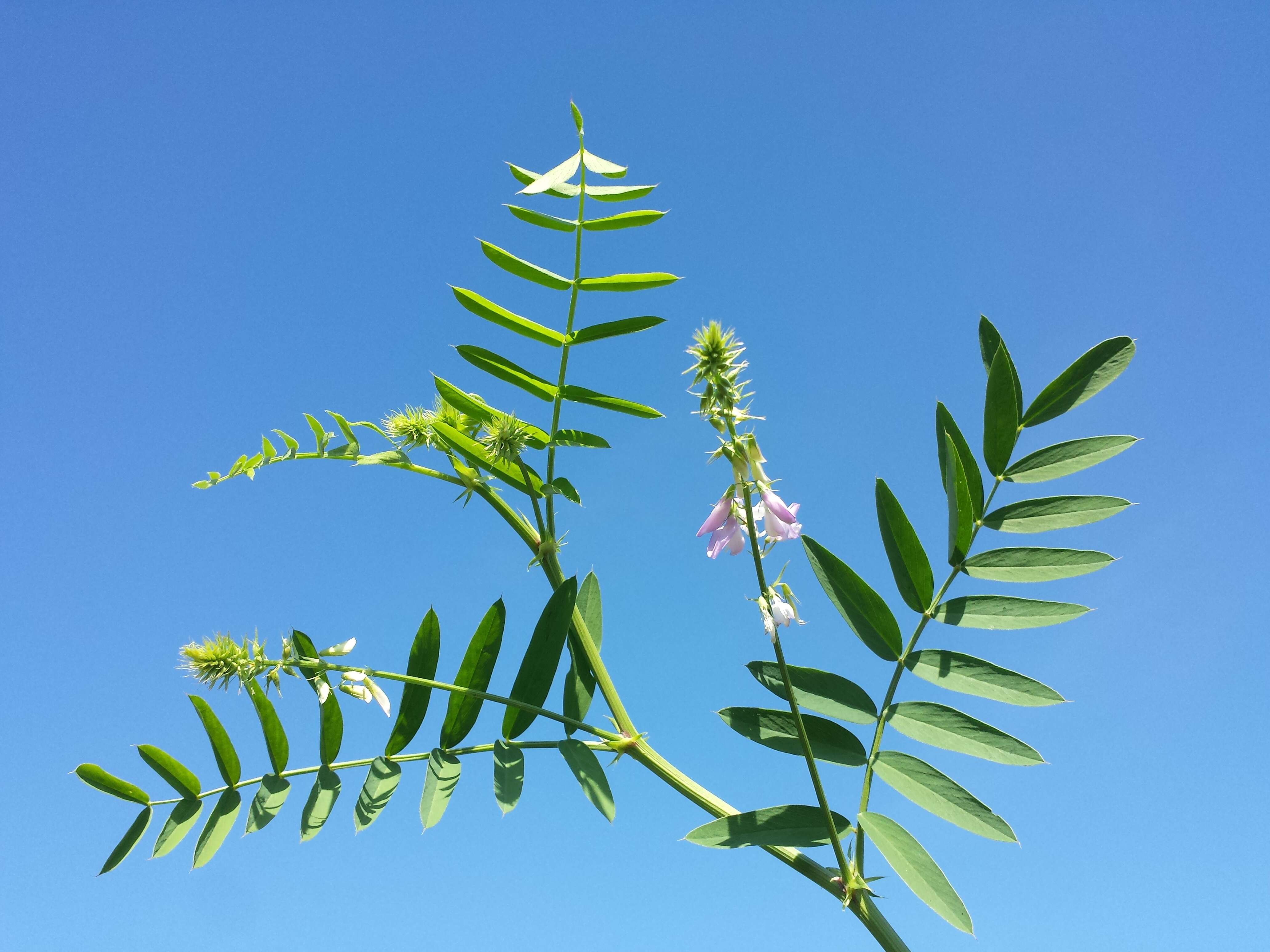 Image of Goat's rue