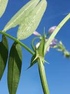 Image of Goat's rue