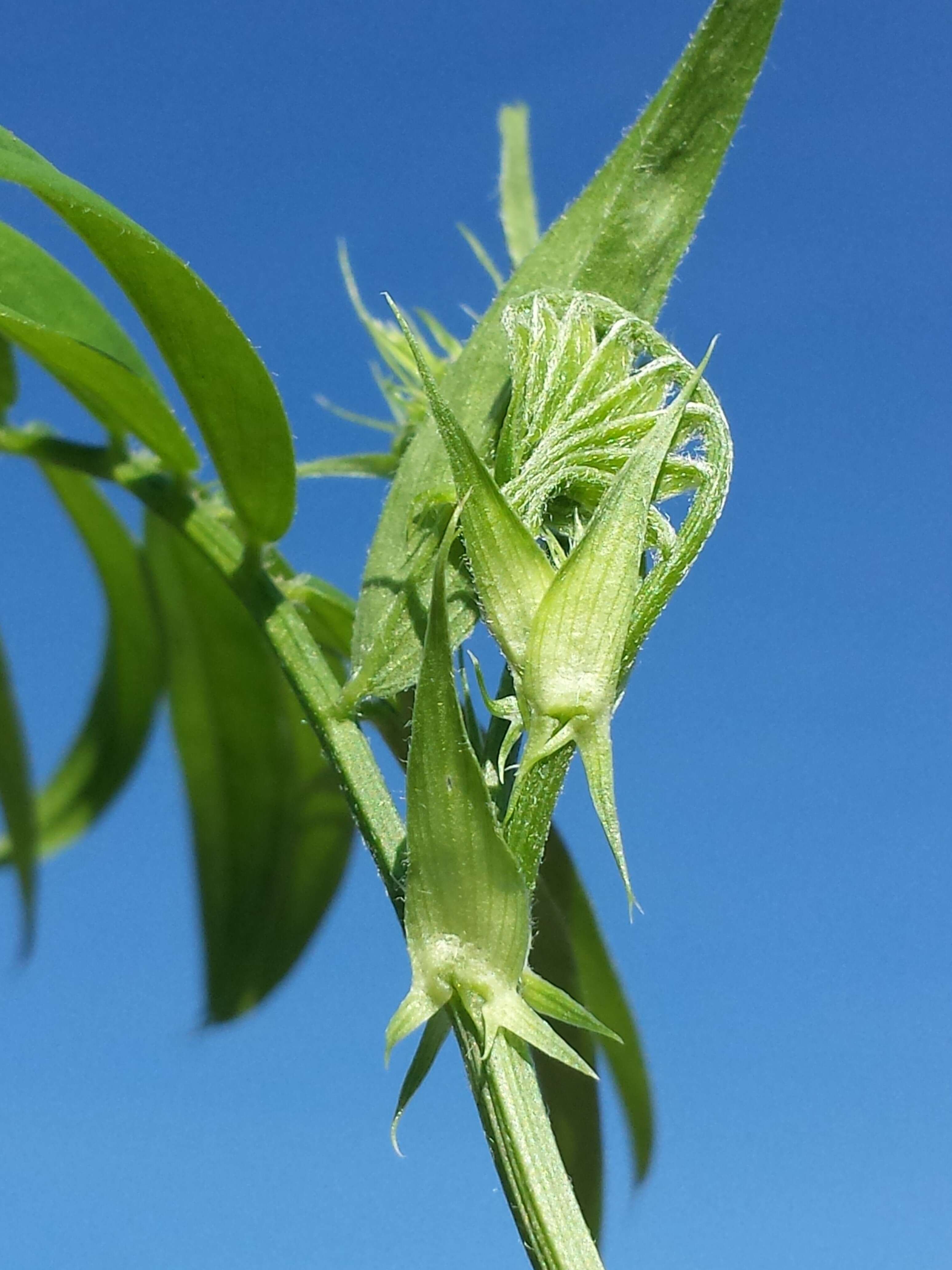 Image of Goat's rue