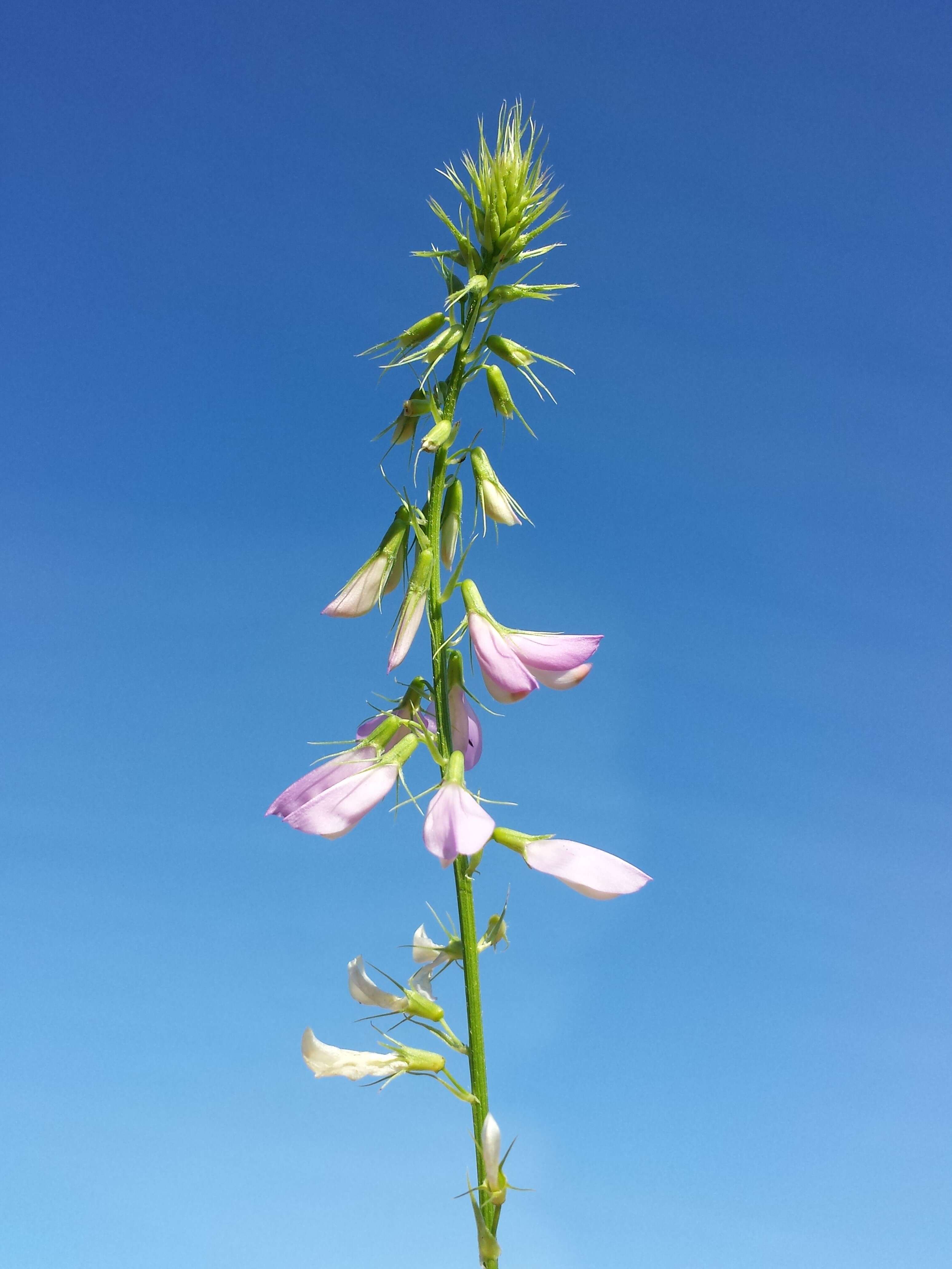 Image of Goat's rue