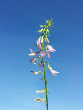 Image of Goat's rue