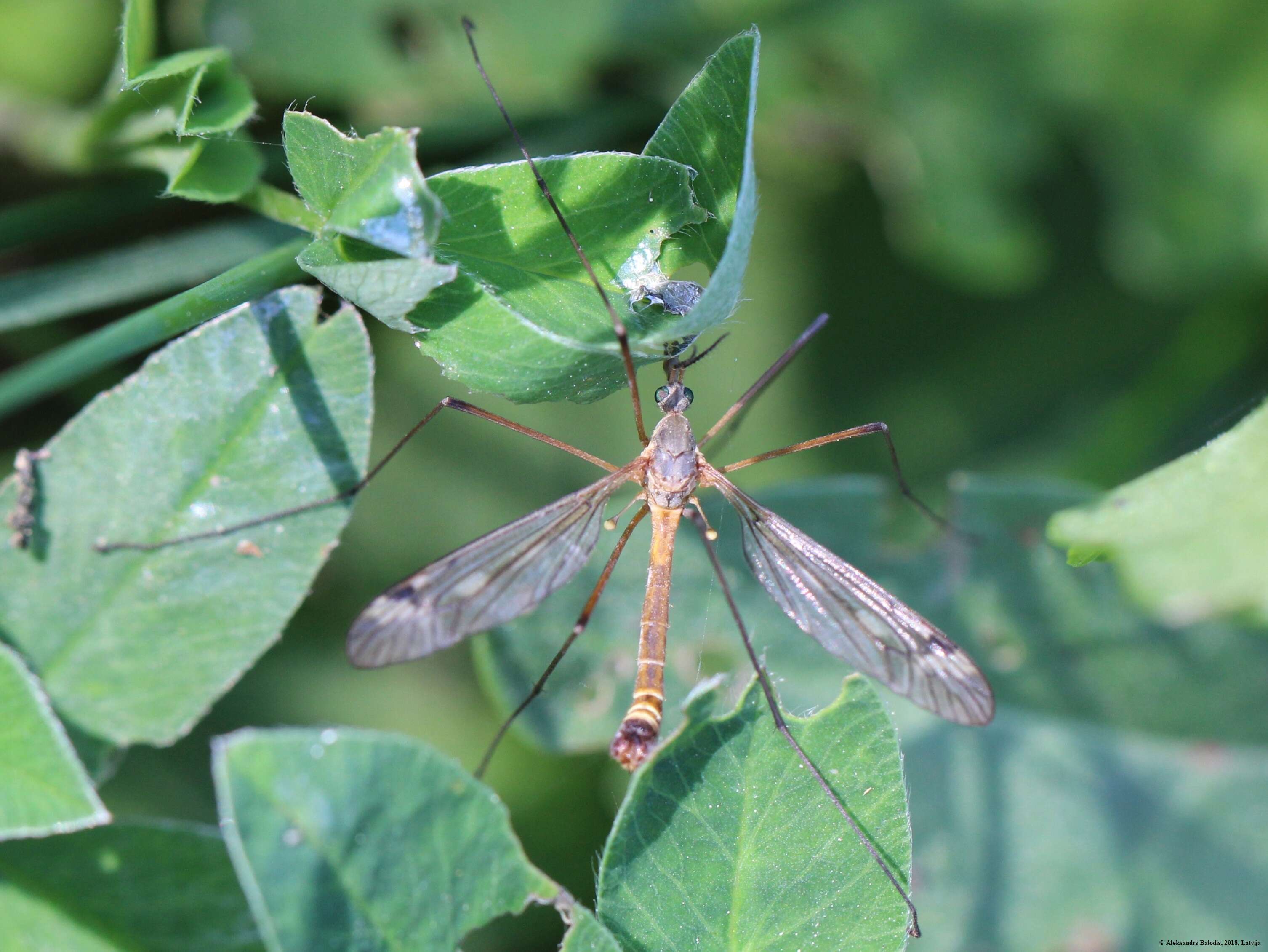 Image of Tipula (Pterelachisus) submarmorata Schummel 1833